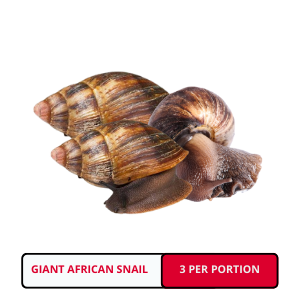 African Large Snail