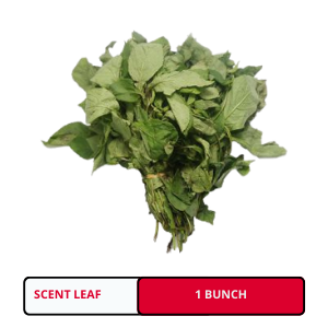 Scent Leaf